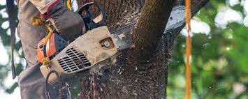 Best Tree Removal  in Spring City, PA