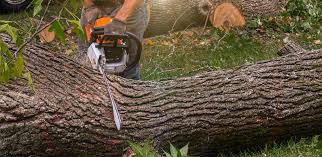 Best Tree Mulching  in Spring City, PA