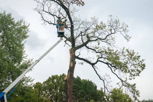 Best Arborist Consultation Services  in Spring City, PA