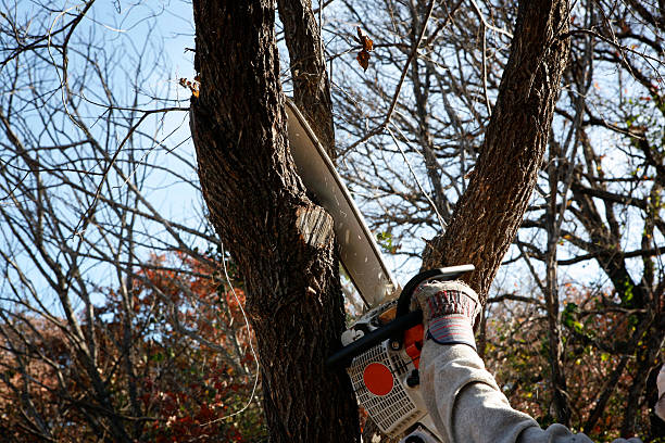 Best Tree Preservation Services  in Spring City, PA