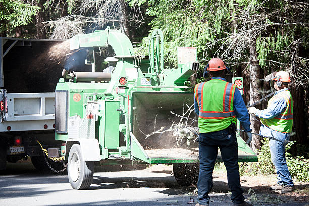 How Our Tree Care Process Works  in  Spring City, PA