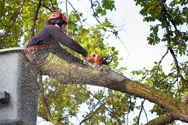 Best Grass Overseeding  in Spring City, PA