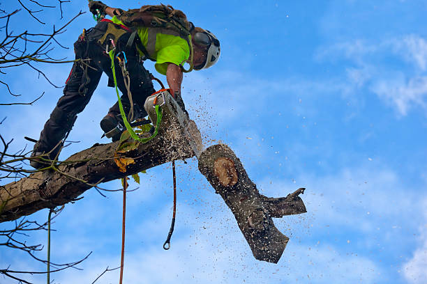 Best Weed Control  in Spring City, PA